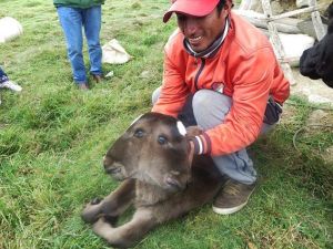 秘魯山村現雙頭小牛 