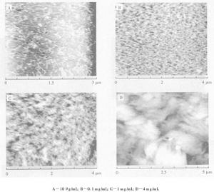 酸性環境中魚鱗膠原蛋白的AFM圖像