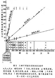 分子進化