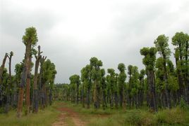 截桿香樟