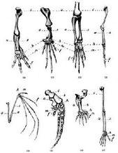 脊椎動物同源構造的相互比較