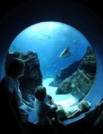 遊客在美國喬治亞水族館觀賞最大水族箱裡的魚