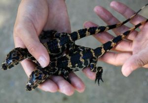 Chinese alligator