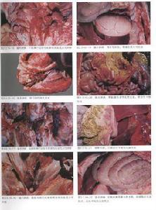 豬大腸桿菌病