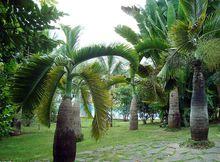 熱帶植物