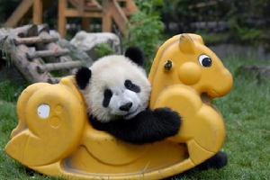 Giant panda