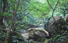 鳳凰山[上海市松江區鳳凰山]