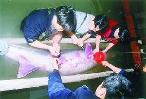 Chinese paddlefish