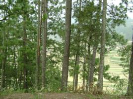 新莊科村[1、雲南省文山州丘北縣溫瀏鄉新莊科村]