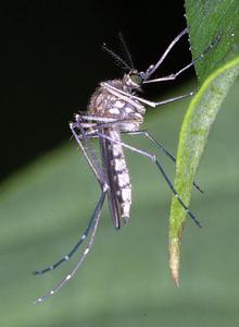 飛行注射針