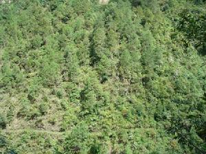 托扒卡村自然資源－生態林