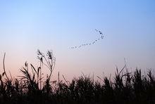 江蘇鹽城濕地珍禽國家級自然保護區高清組圖