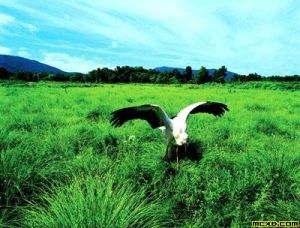 興凱湖和小興凱湖濕地