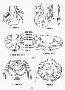 十二指腸鉤口線蟲