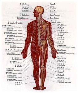 周圍神經系統