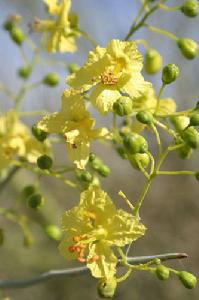 藍花假紫荊(花)