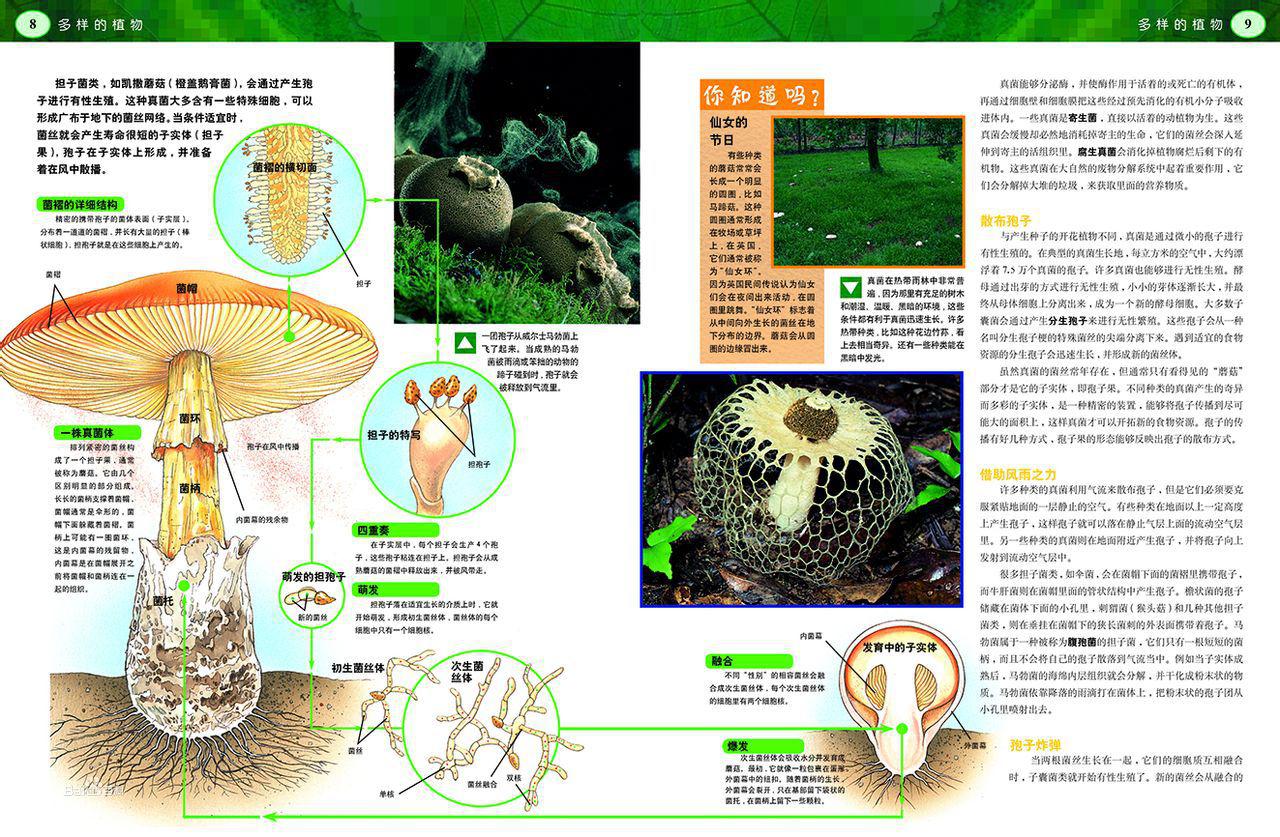 《發現之旅·多樣的植物》內文