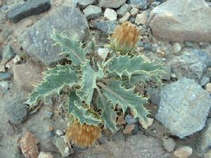 革苞菊屬