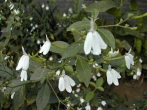 白鶴靈芝飲