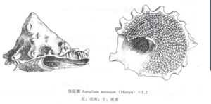 堅星螺