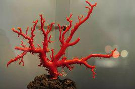紅珊瑚[化石名稱]