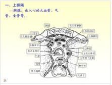 上縱隔