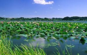 大清河[中國海河支流大清河]