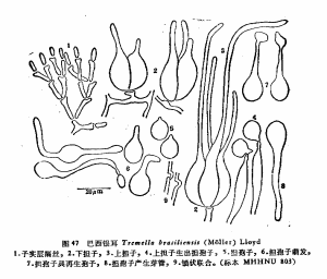 巴西銀耳