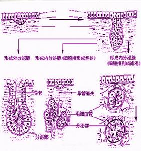 單克隆丙種球蛋白病伴周圍神經病