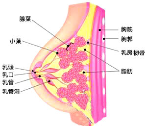 產褥期乳腺炎