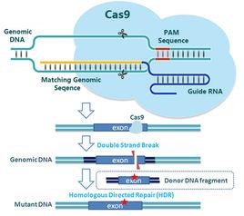 crispr/cas9