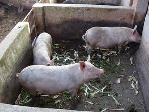 肥豬飼養