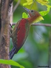 斑喉綠啄木鳥