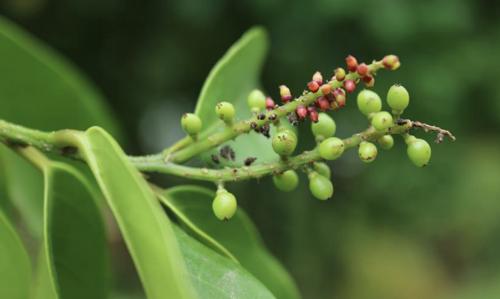 五月茶