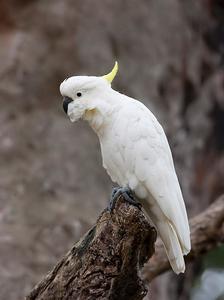 葵花鳳頭鸚鵡指名亞種