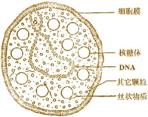 支原質體