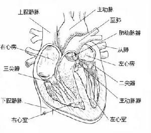 糖尿病性心臟病