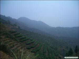 六大茶山