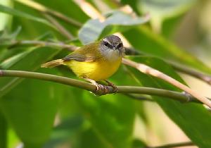 （圖）大黃冠啄木鳥