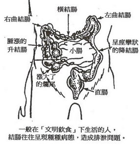 腸胃結構