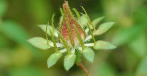 刺芙蓉