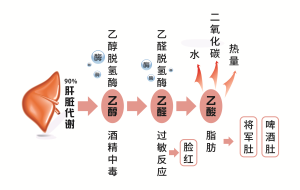 肝臟如何代謝