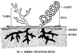 淺藤黃鏈黴菌