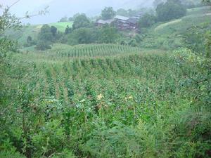 北松園村玉米種植業