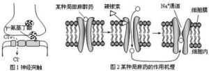 局部作用