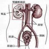 下尿路感染