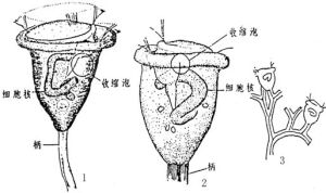 劍蚤鍾蟲