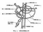 內臟動脈動脈瘤