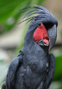 棕櫚巴丹鳳頭鸚鵡鵡