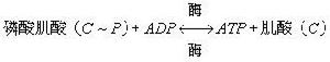 高能磷酸鍵化合物